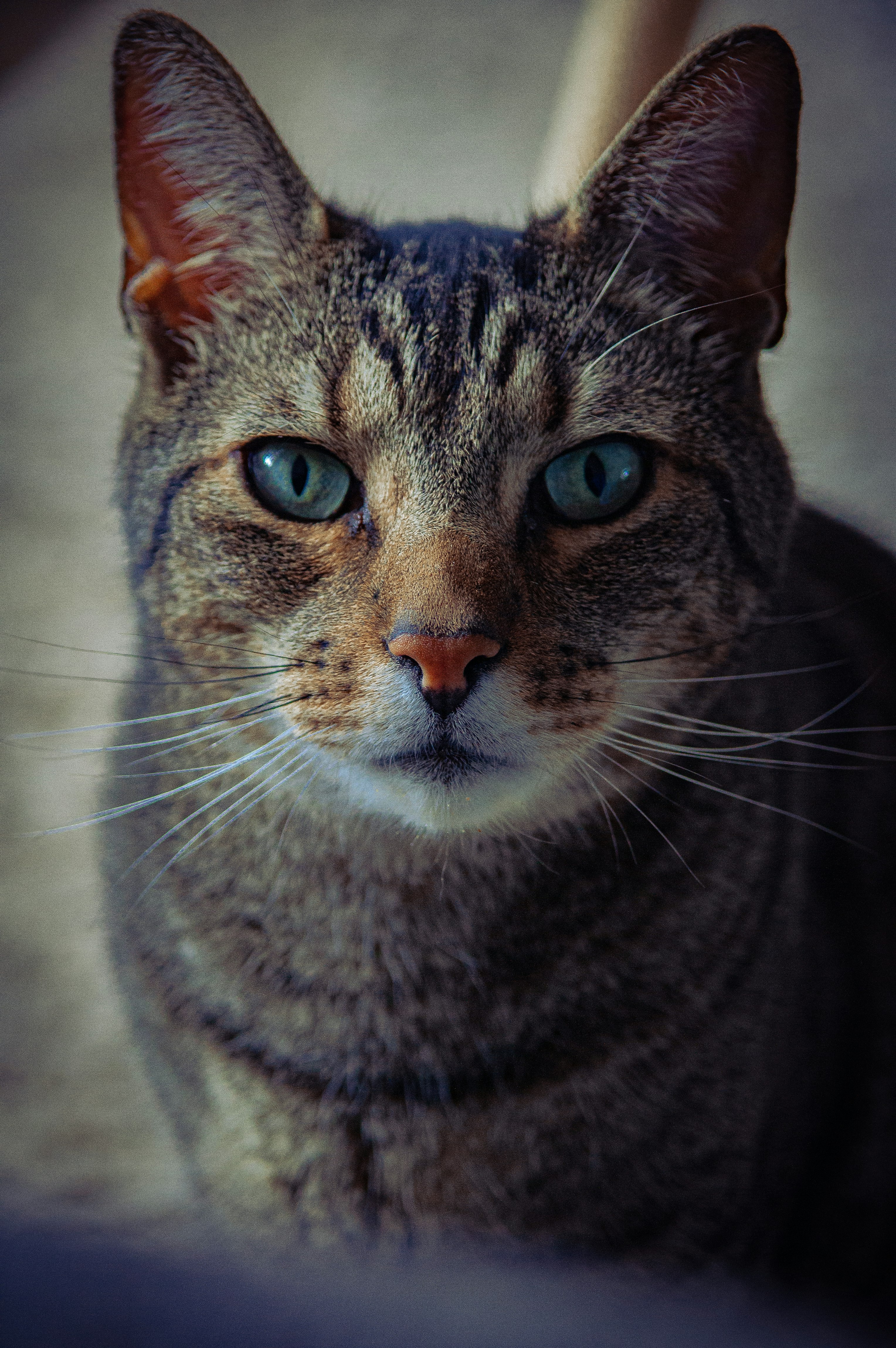 brown tabby cat in close up photography